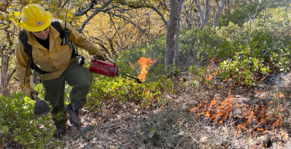 A Forest Service firefighter uses a drip torch to start a low-intensity prescribed fire in forest understory vegetation.