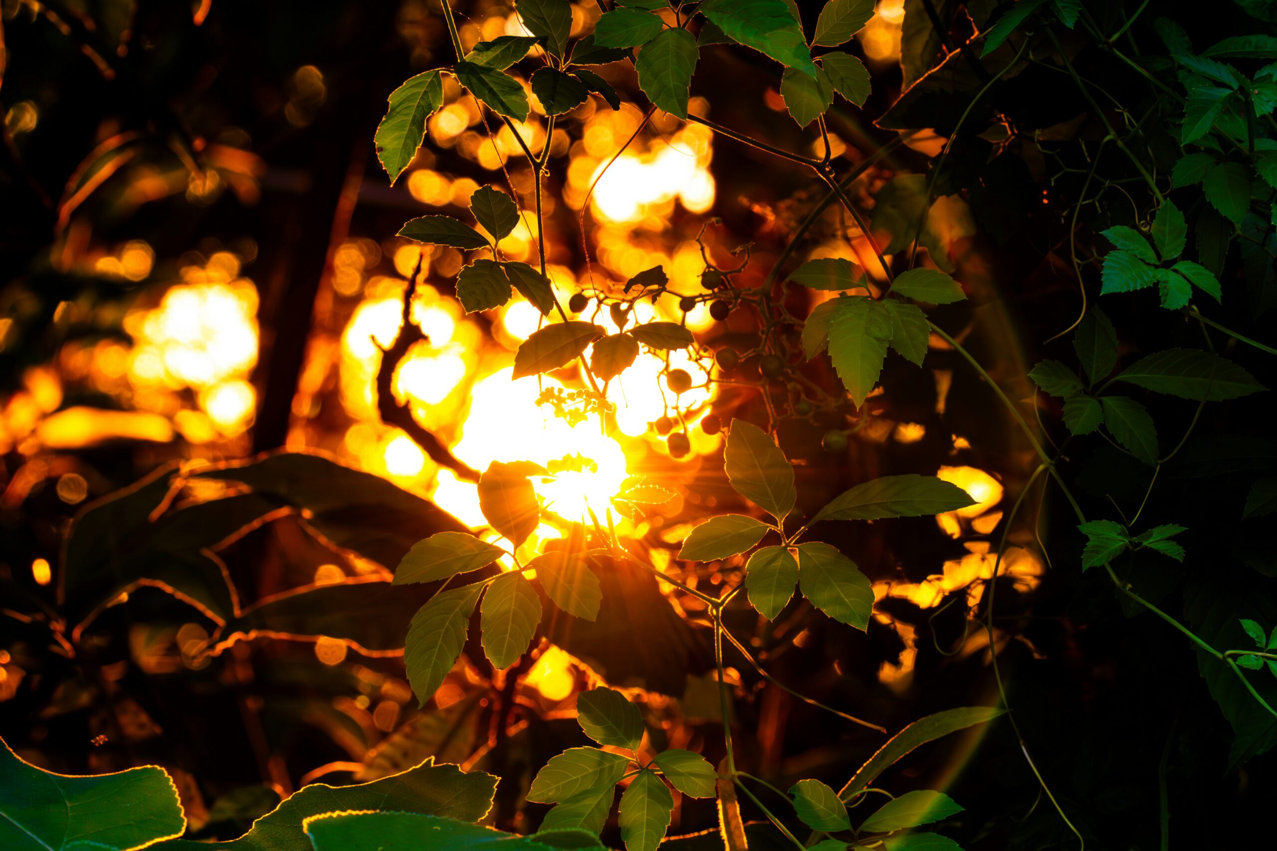 Sunlight shining through green leaves