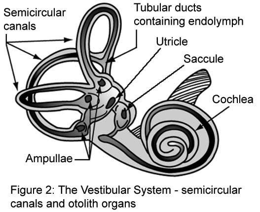 NASA diagram showing the semicircular canals, otolith organs, and cochlea in the inner ear