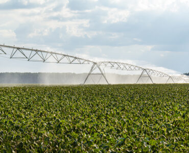 Center pivot irrigation sprays water over a cotton field during hot weather.