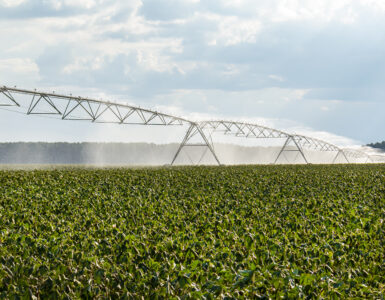 Center pivot irrigation sprays water over a cotton field during hot weather.