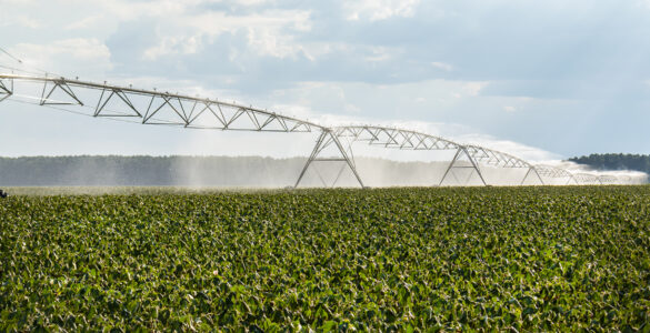 Center pivot irrigation sprays water over a cotton field during hot weather.