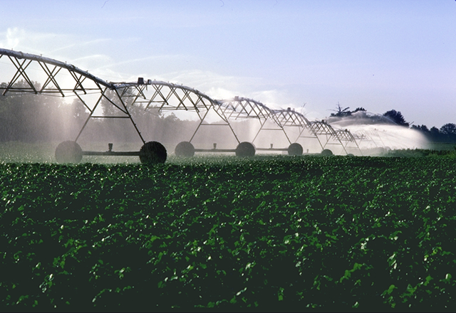 A center pivot irrigation system watering a cotton field.