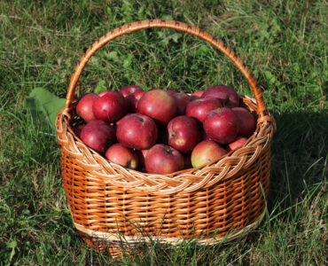 A basket of red apples, representing the fresh fruit cells involved before enzymatic browning begins.