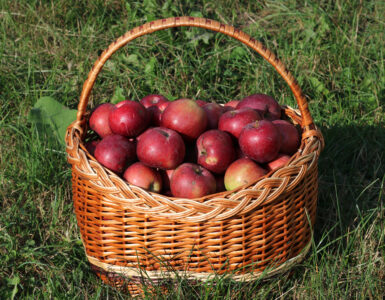 A basket of red apples, representing the fresh fruit cells involved before enzymatic browning begins.