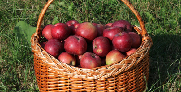 A basket of red apples, representing the fresh fruit cells involved before enzymatic browning begins.