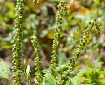 Common ragweed plant with green flower spikes in late summer