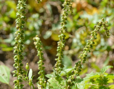 Common ragweed plant with green flower spikes in late summer