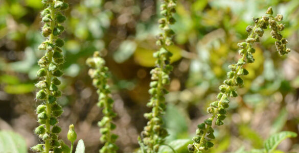 Common ragweed plant with green flower spikes in late summer