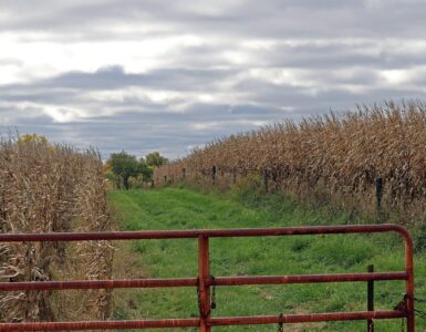 Rows of green corn plants growing in a summer field under a bright sky.