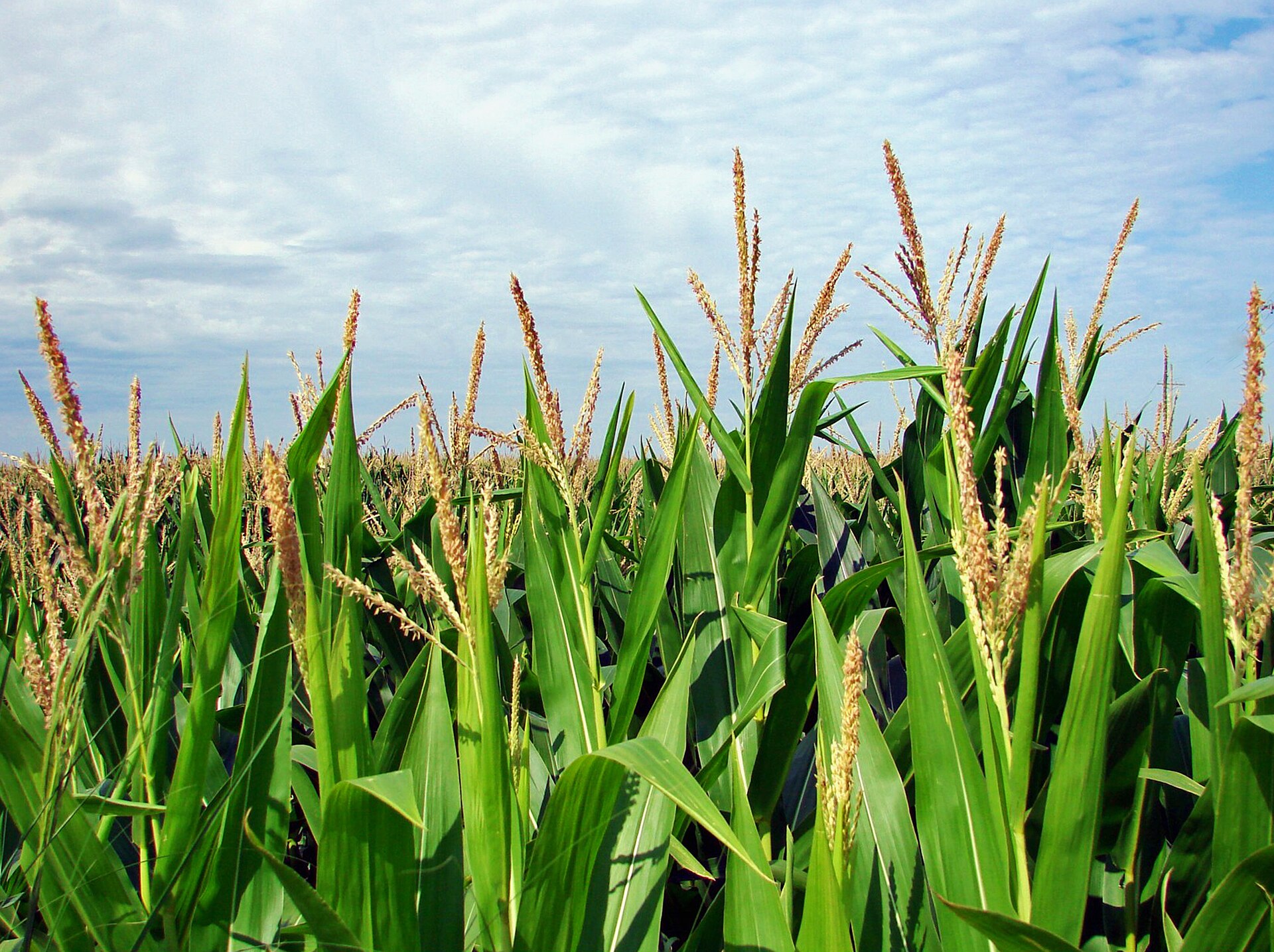 Tall tasseling corn plants filling a field during the peak growing season.