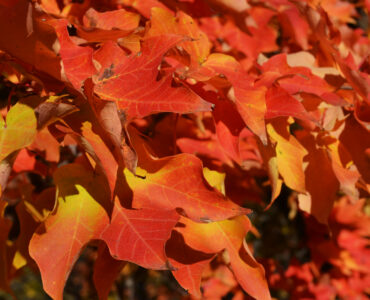 Red and orange maple leaves showing the color changes that happen as chlorophyll fades in autumn.