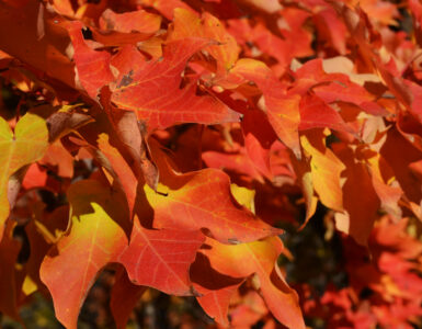 Red and orange maple leaves showing the color changes that happen as chlorophyll fades in autumn.
