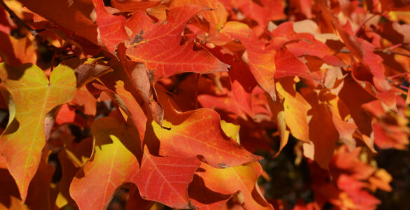 Red and orange maple leaves showing the color changes that happen as chlorophyll fades in autumn.