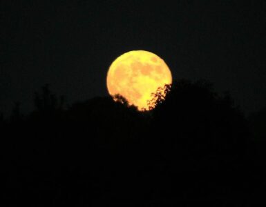 A golden Harvest Moon rising above a dark tree-lined horizon.