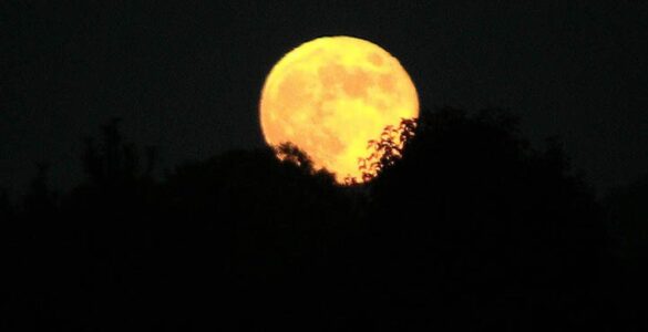 A golden Harvest Moon rising above a dark tree-lined horizon.