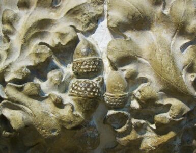 Acorns and oak leaves on the ground, representing a mast year when oak trees produce a large seed crop.
