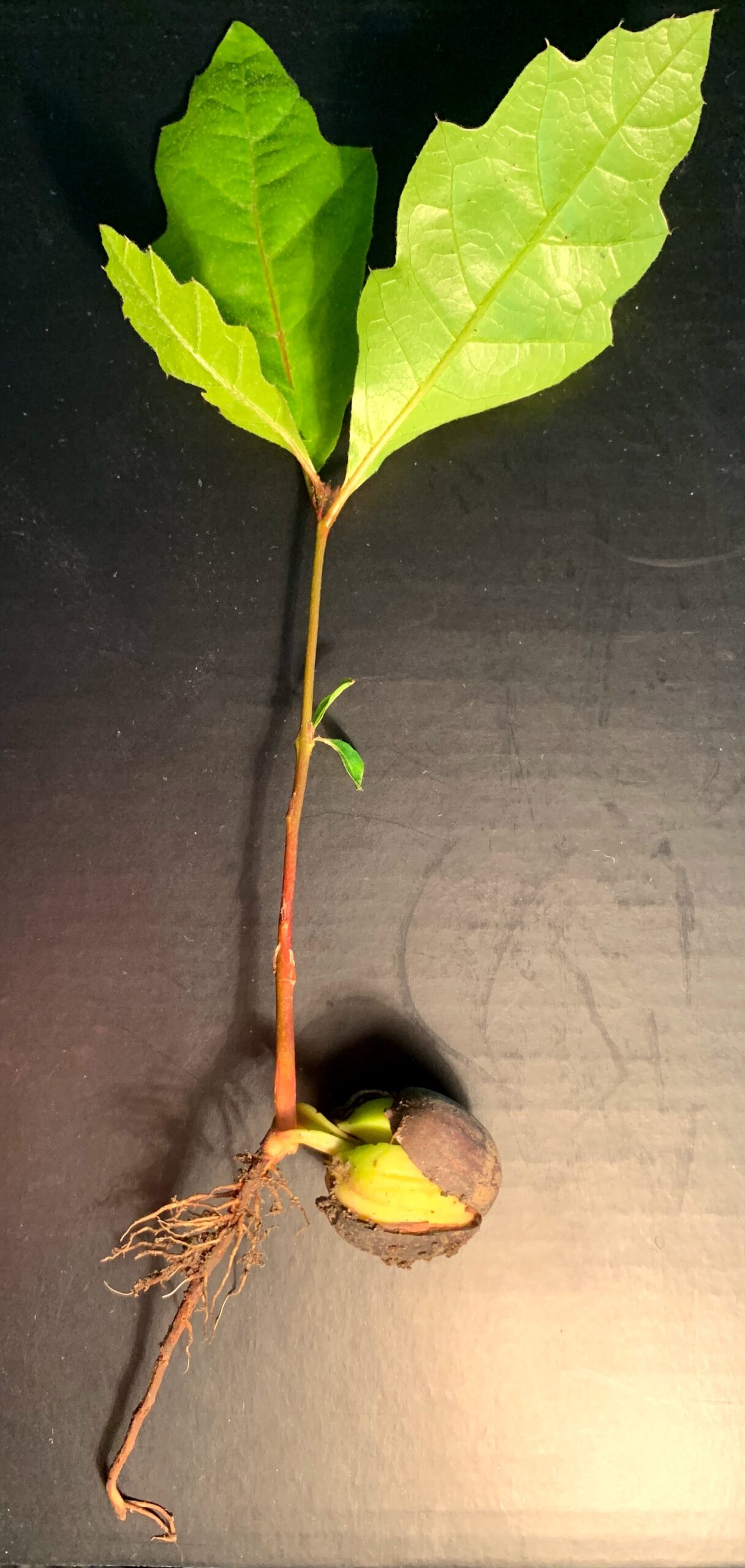 A young oak sapling growing from an acorn, representing the few seeds that survive and become new trees.