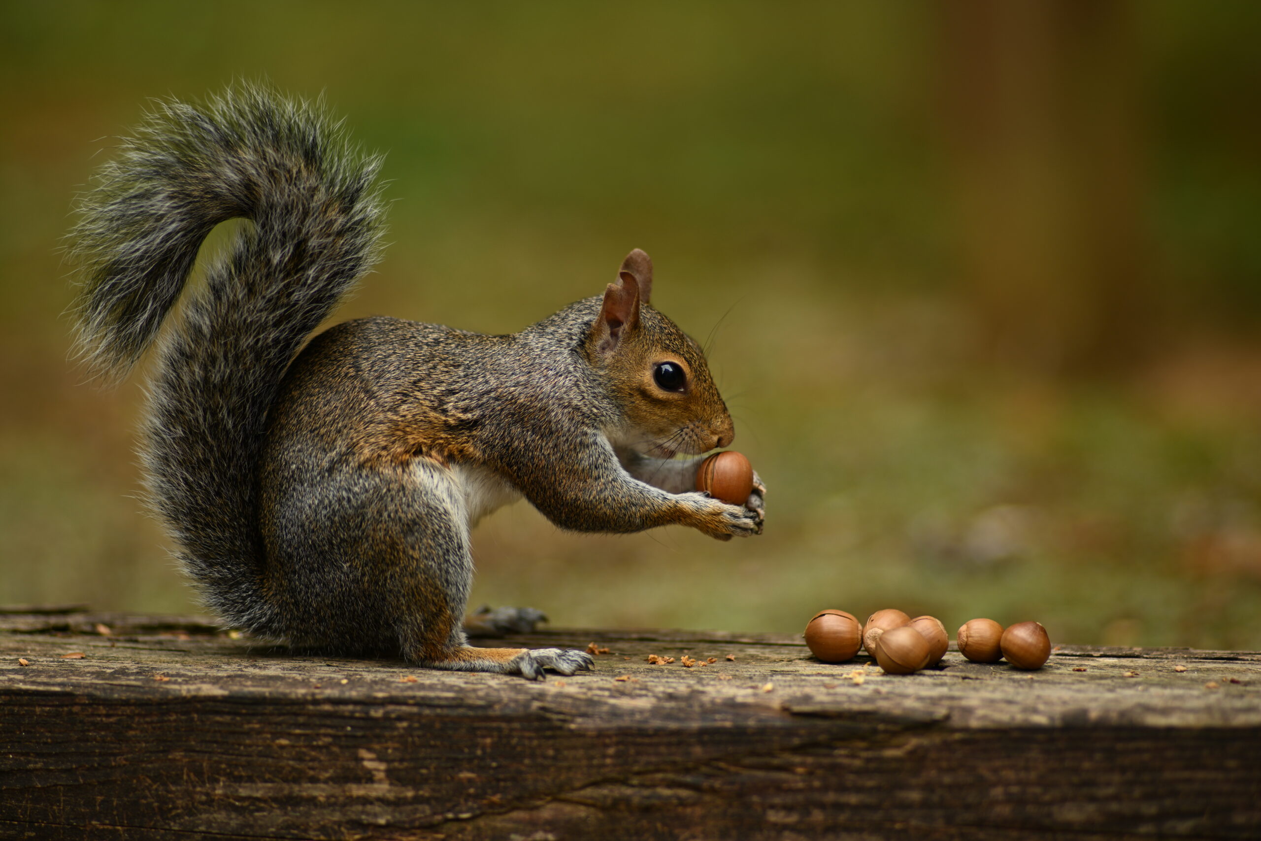 An eastern gray squirrel eating acorns, showing how wildlife responds to a large acorn crop.