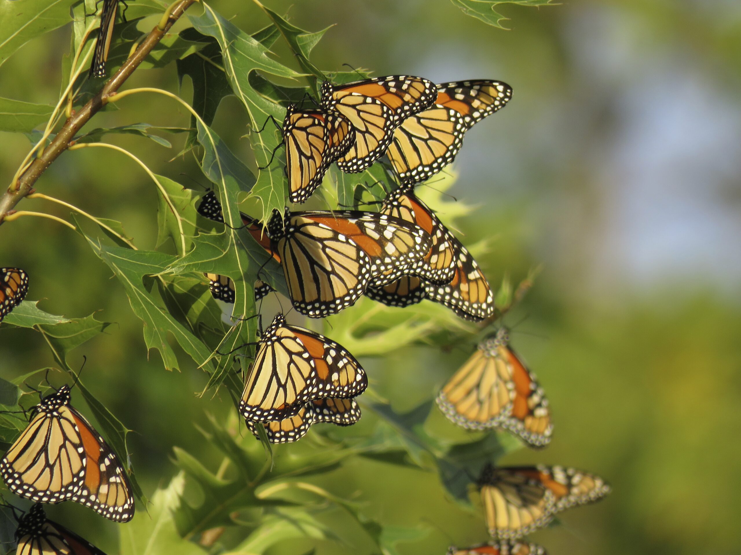 Several monarch butterflies resting together on oak leaves during migration