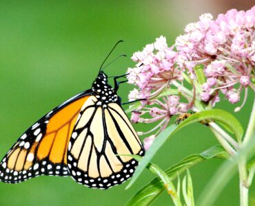 A monarch butterfly feeding on pink swamp milkweed flowers