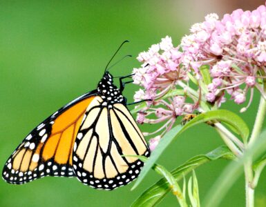 A monarch butterfly feeding on pink swamp milkweed flowers