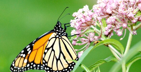 A monarch butterfly feeding on pink swamp milkweed flowers