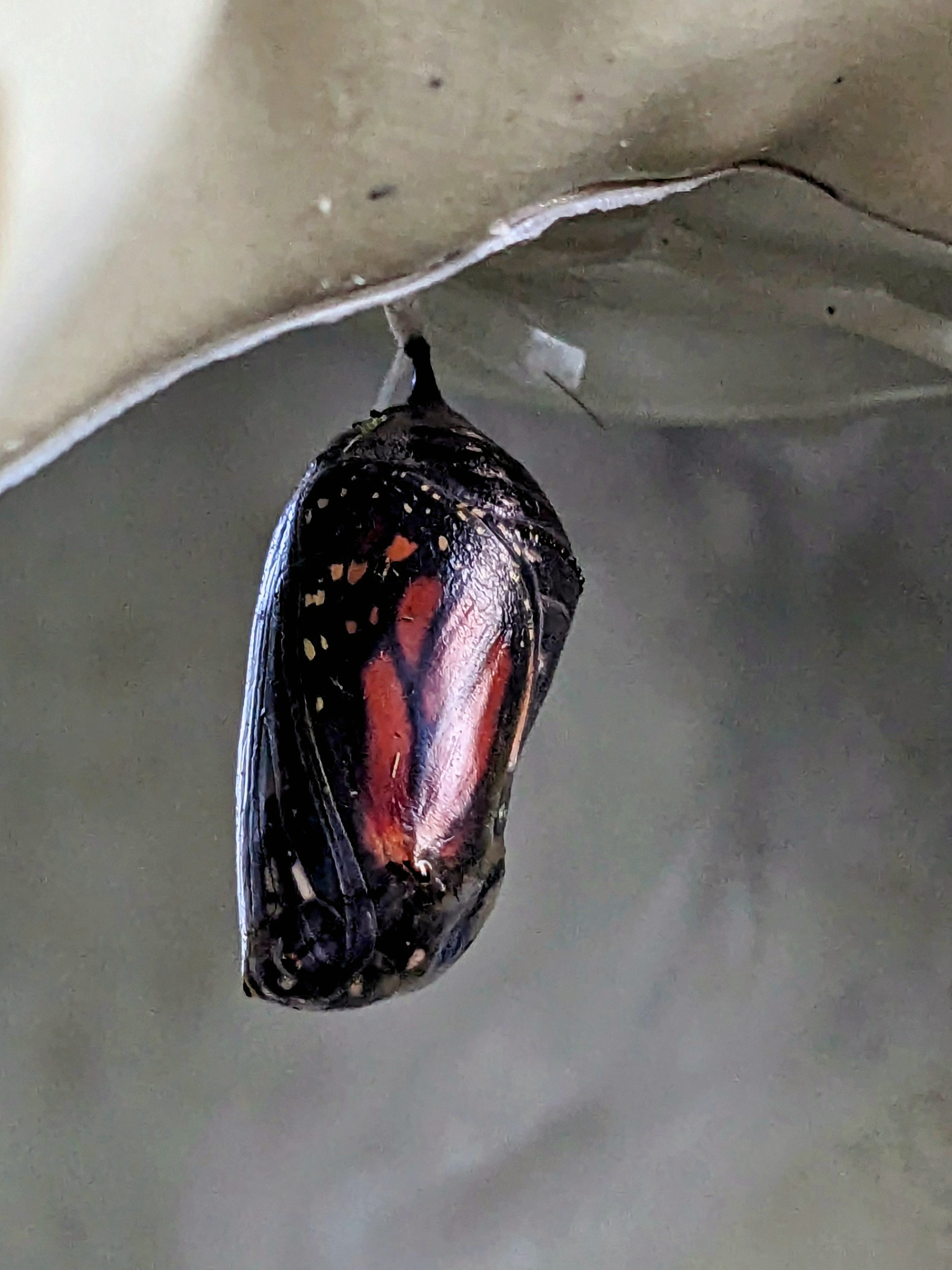 A dark monarch chrysalis with orange wing color visible inside
