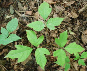 Poison ivy leaves growing low to the ground, showing the three-leaflet pattern used for identification.