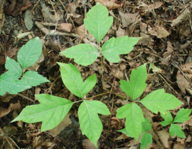 Poison ivy leaves growing low to the ground, showing the three-leaflet pattern used for identification.