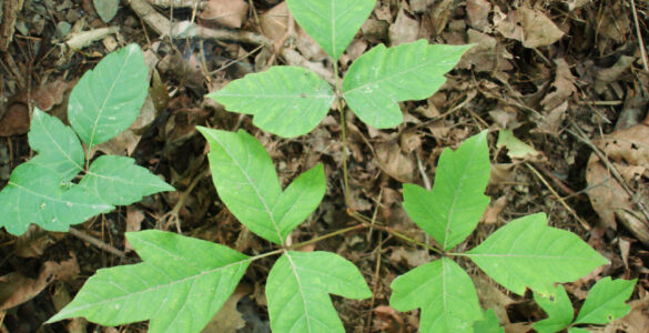 Poison ivy leaves growing low to the ground, showing the three-leaflet pattern used for identification.