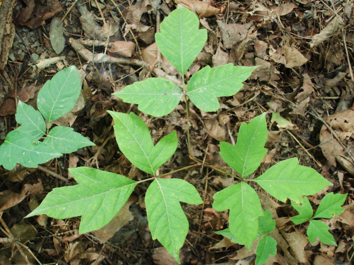 Poison ivy leaves growing low to the ground, showing the three-leaflet pattern used for identification.