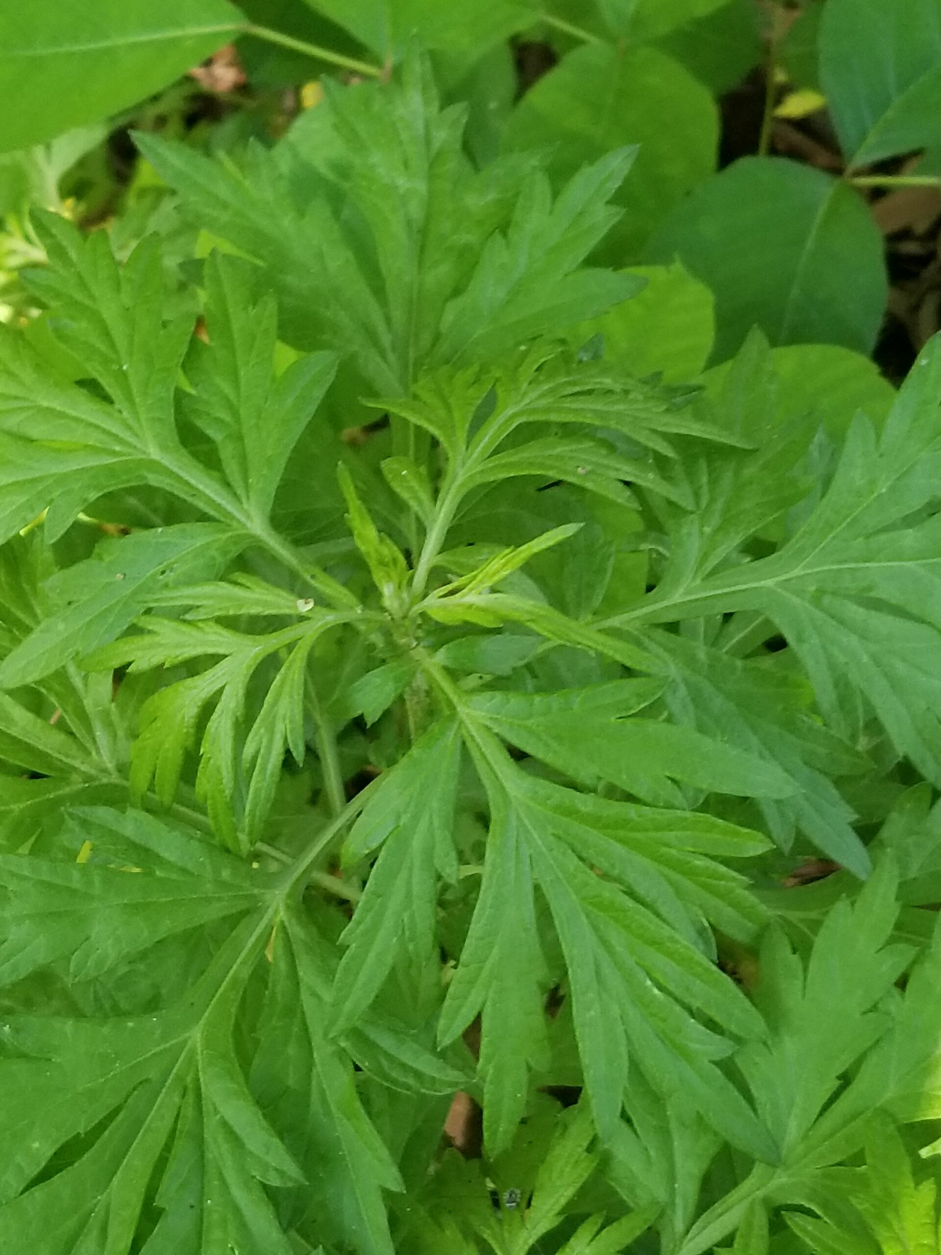 Close view of ragweed leaves growing near the ground
