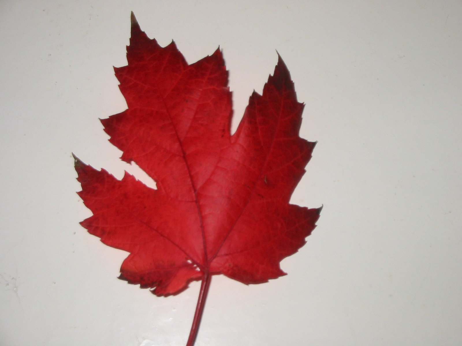 A red maple leaf illustrating the red pigments that can become visible or form during autumn color change.