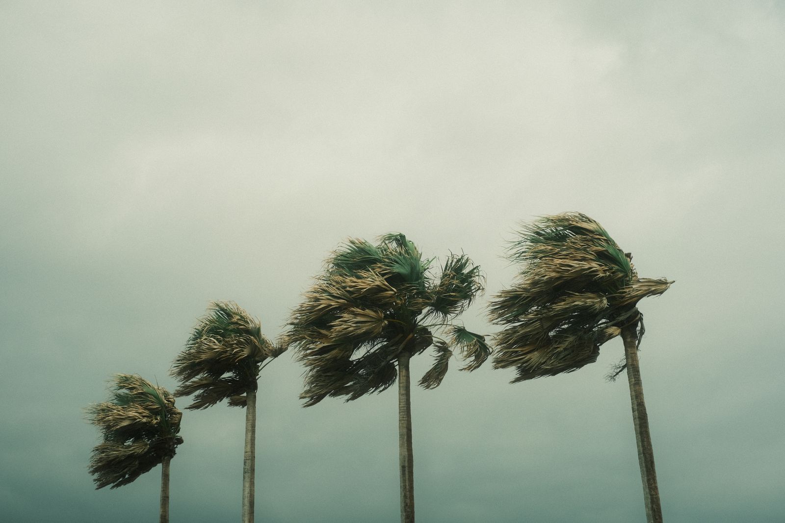 Palm trees bending in tropical storm winds, showing that hazards can continue after a hurricane weakens over land.