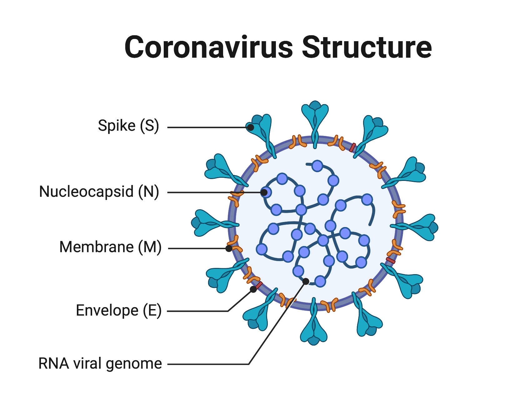 An illustrated virus particle representing surface proteins that the immune system can learn to recognize.
