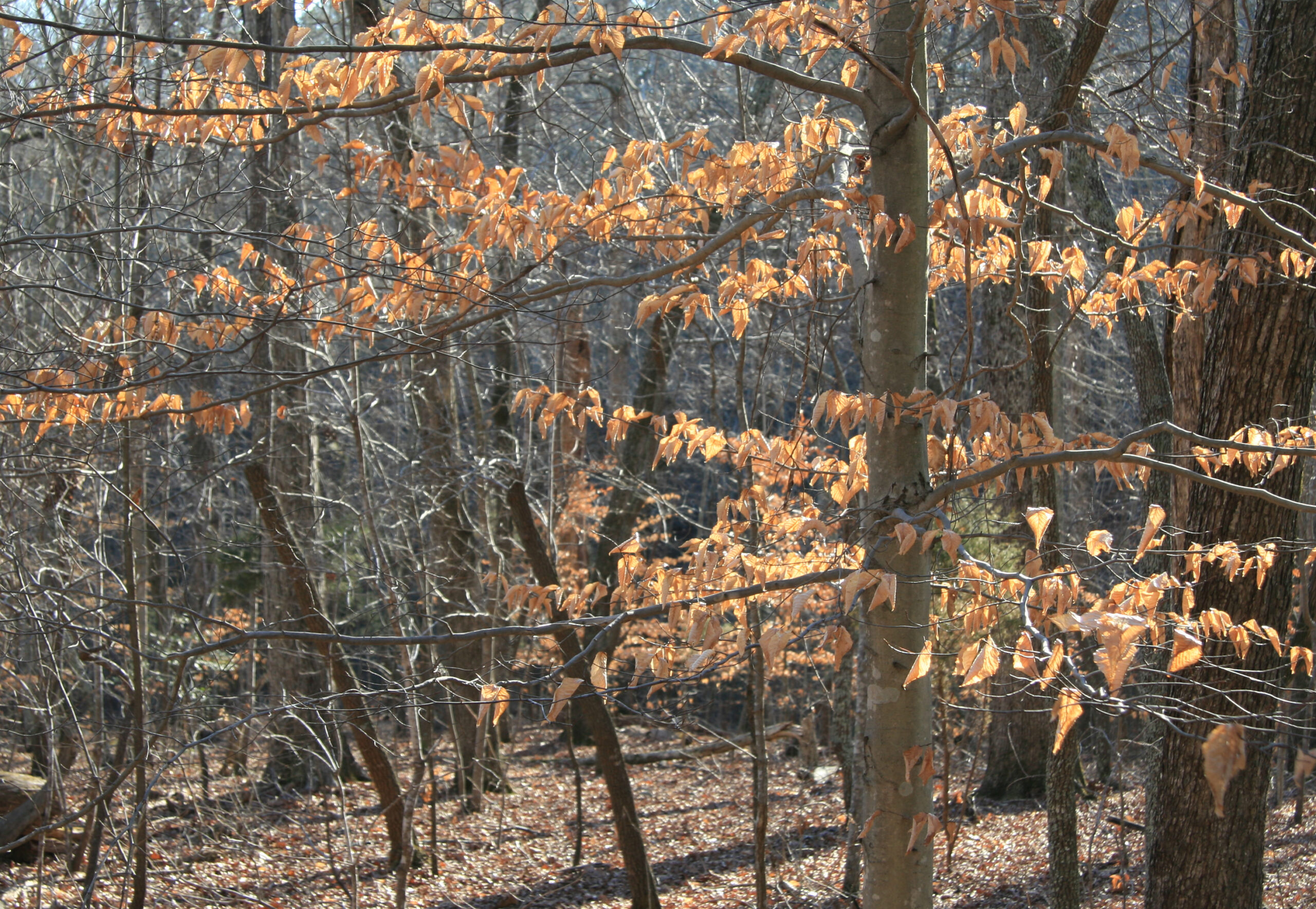 A young American beech tree holding dry leaves through winter