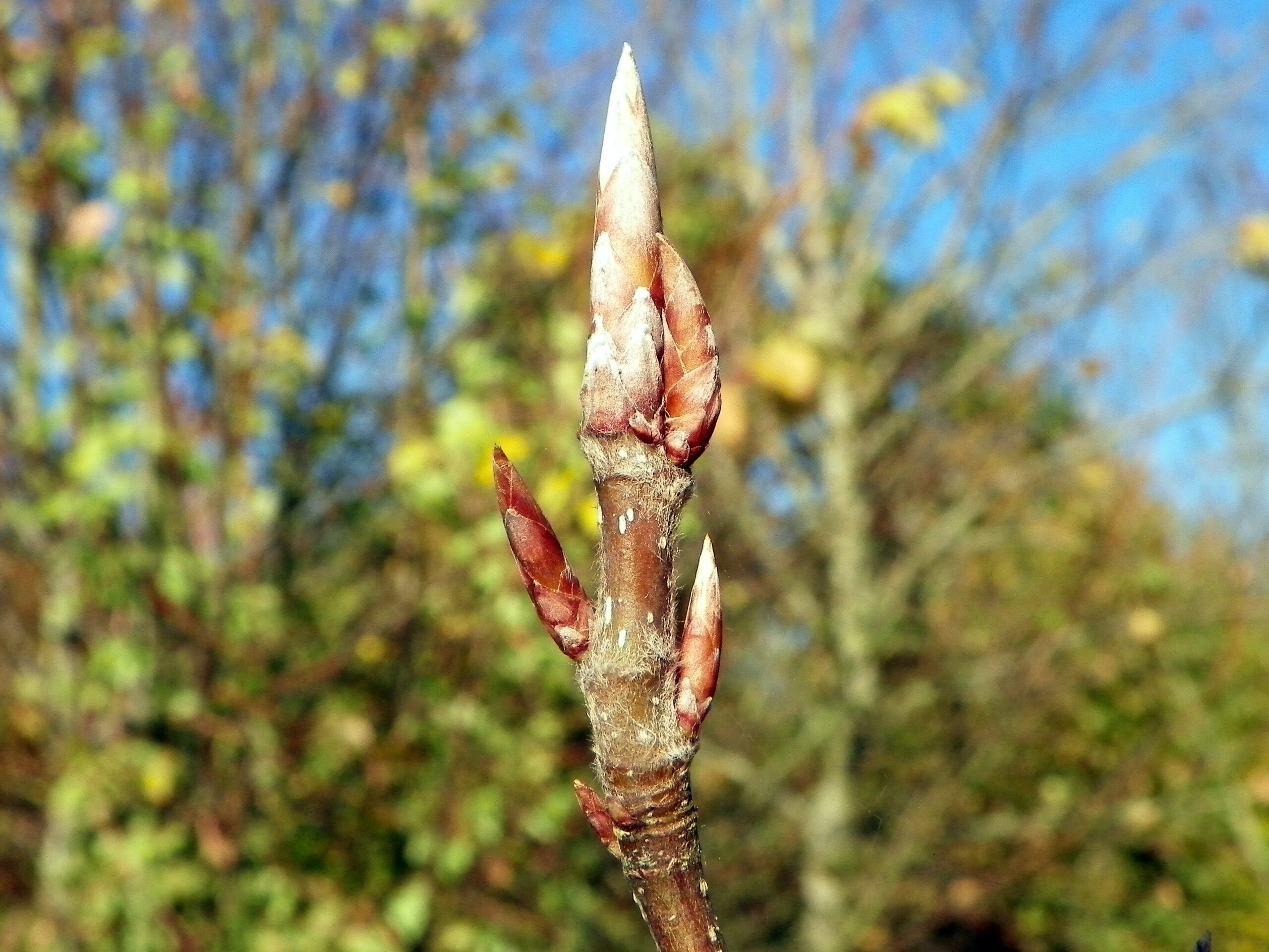A pointed beech bud on a twig beside autumn leaves