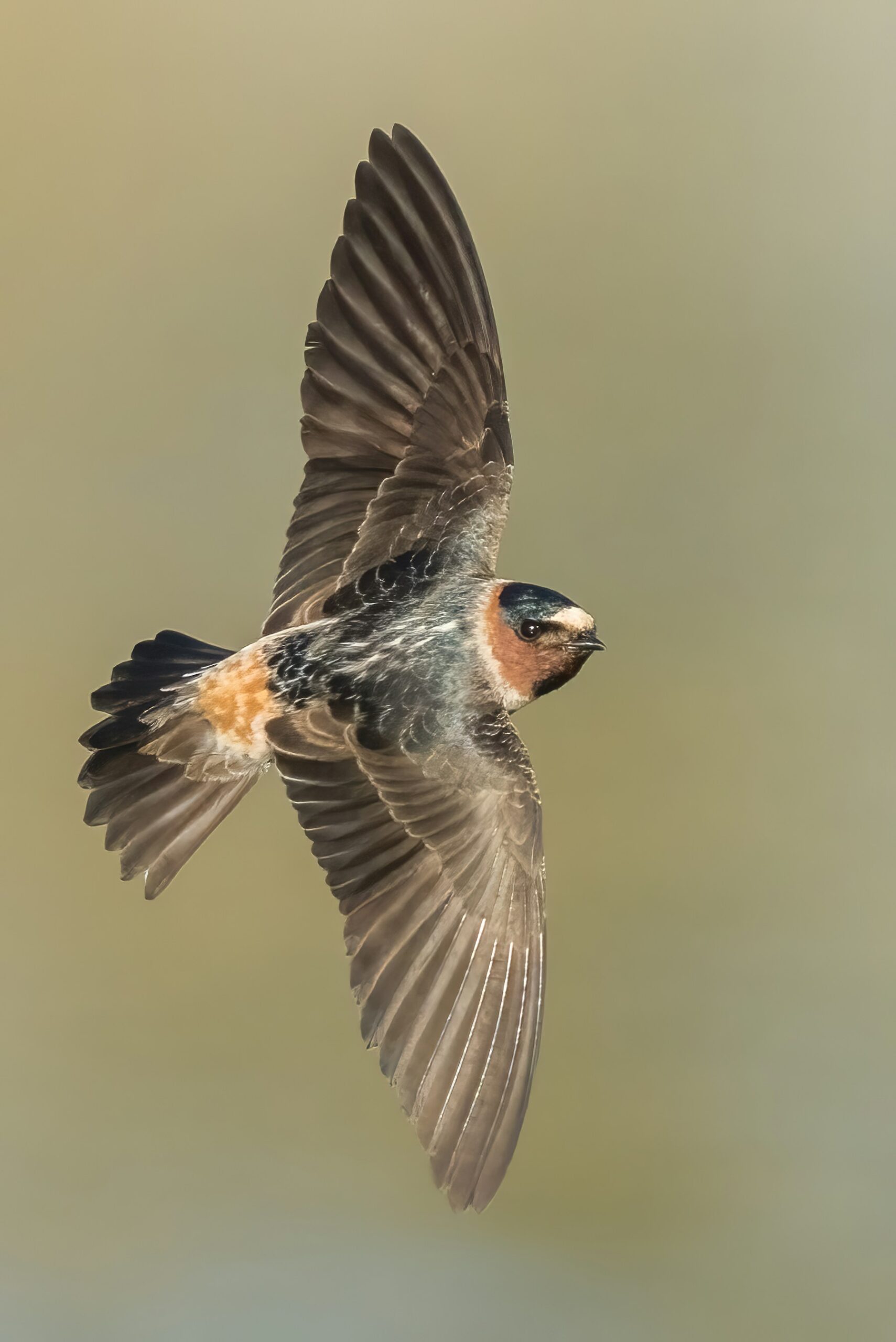 A bird in flight with one wing fully extended