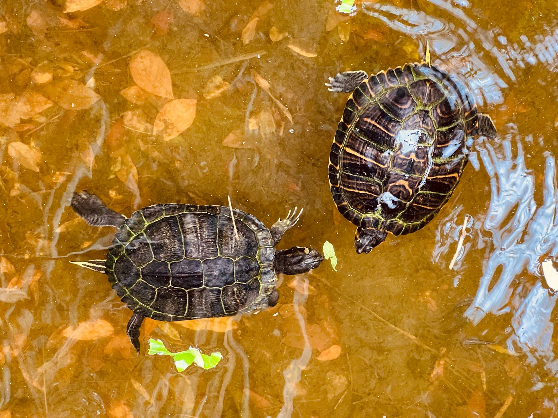 Two turtles swimming underwater among fallen leaves in a shallow pond.