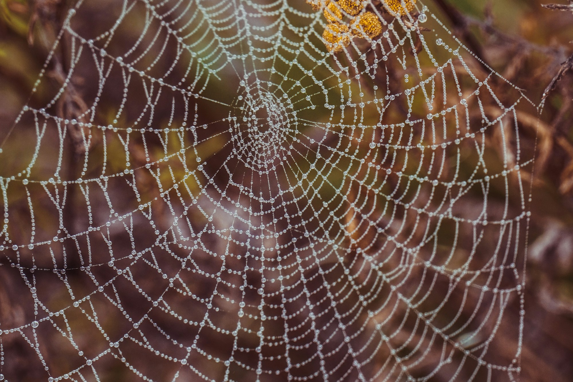Morning dew outlines the radial and spiral threads of a spider web