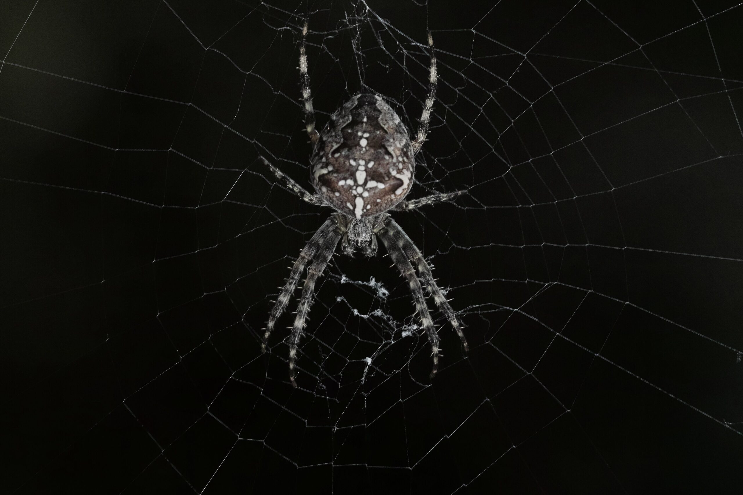 A mature European garden spider sits in the center of its wheel-shaped orb web