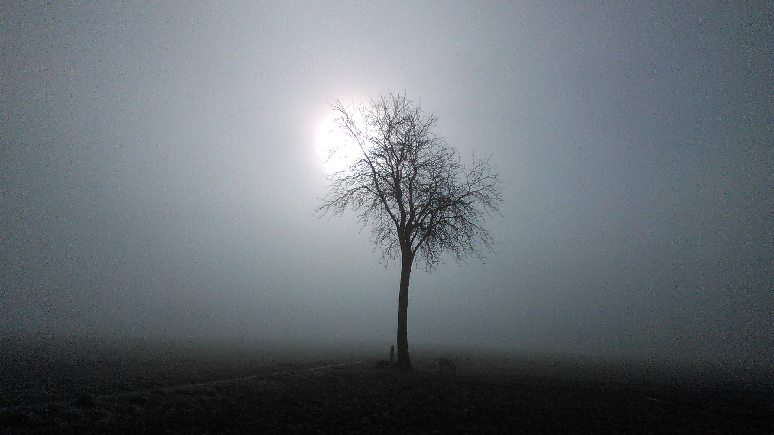Low fog over a field with sunlight beginning to shine through