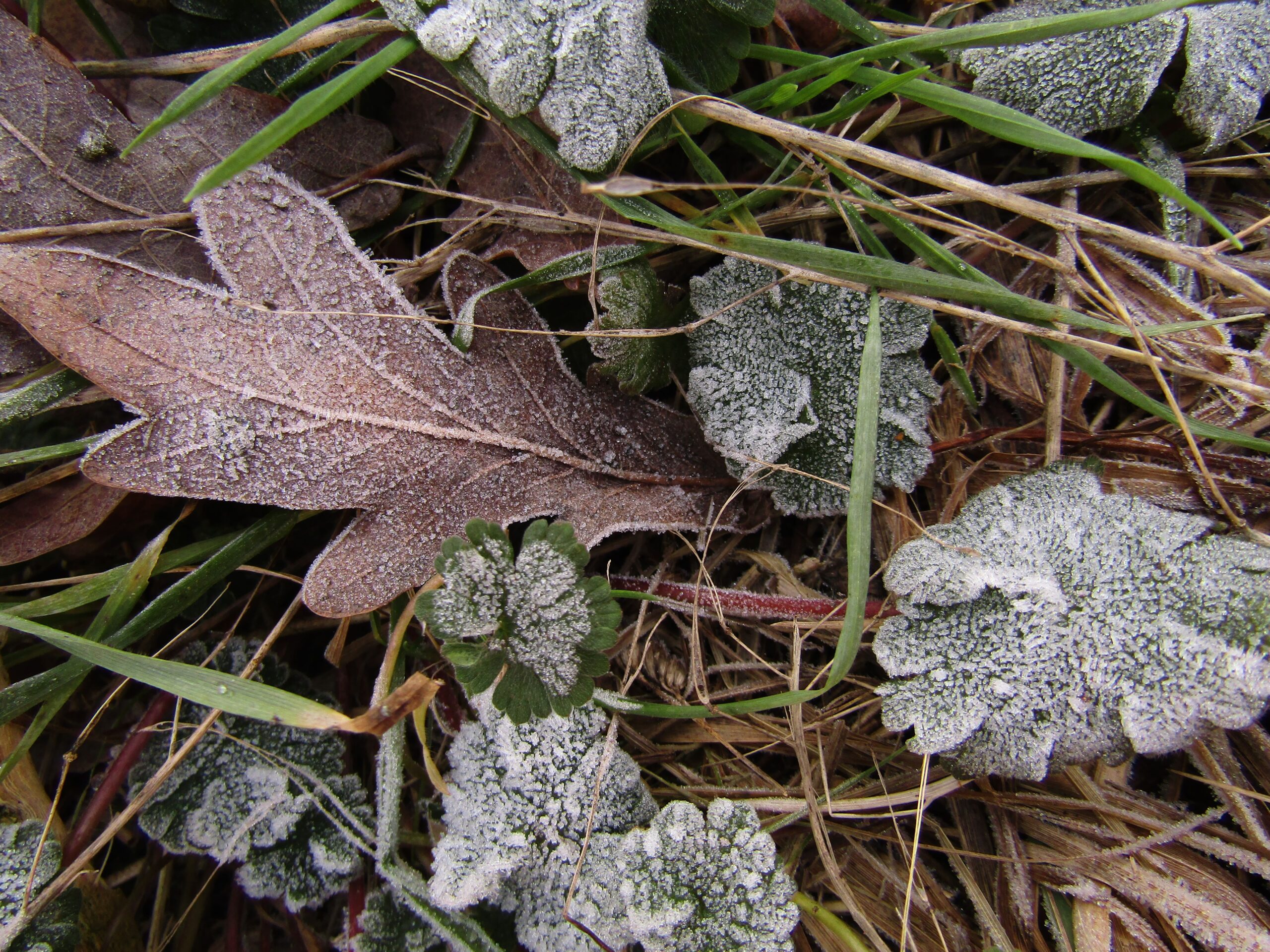 Ice crystals cover leaves in a garden after an overnight frost.