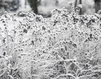 Frost coats plants outdoors after a cold, calm night.