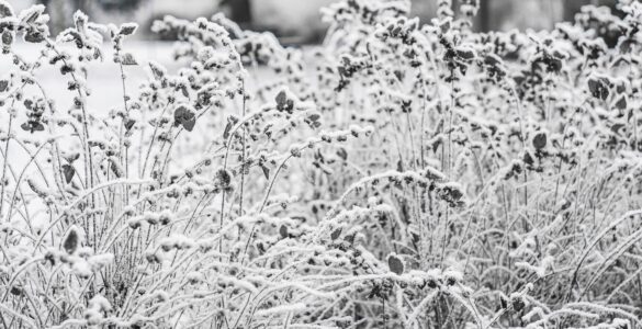 Frost coats plants outdoors after a cold, calm night.