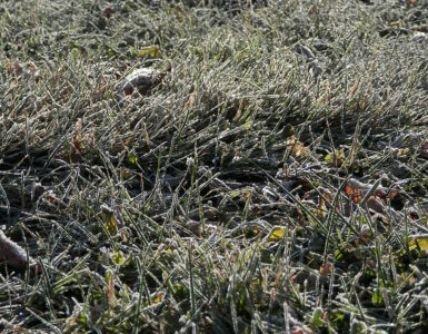 White frost coating grass blades on a cold morning.