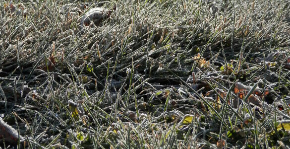White frost coating grass blades on a cold morning.