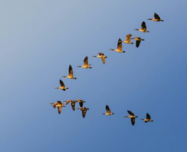 Geese flying in a V formation across a clear blue sky