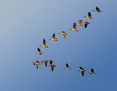 Geese flying in a V formation across a clear blue sky
